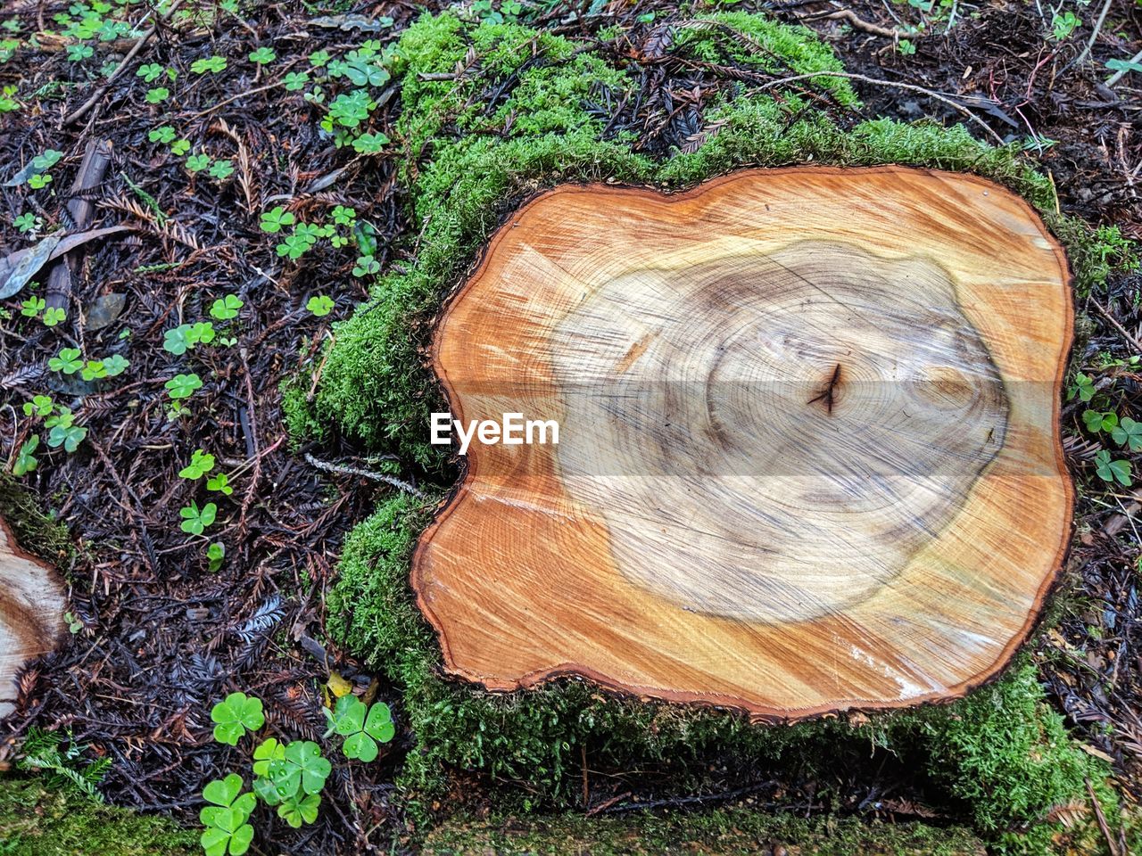 CLOSE-UP OF TREE TRUNK