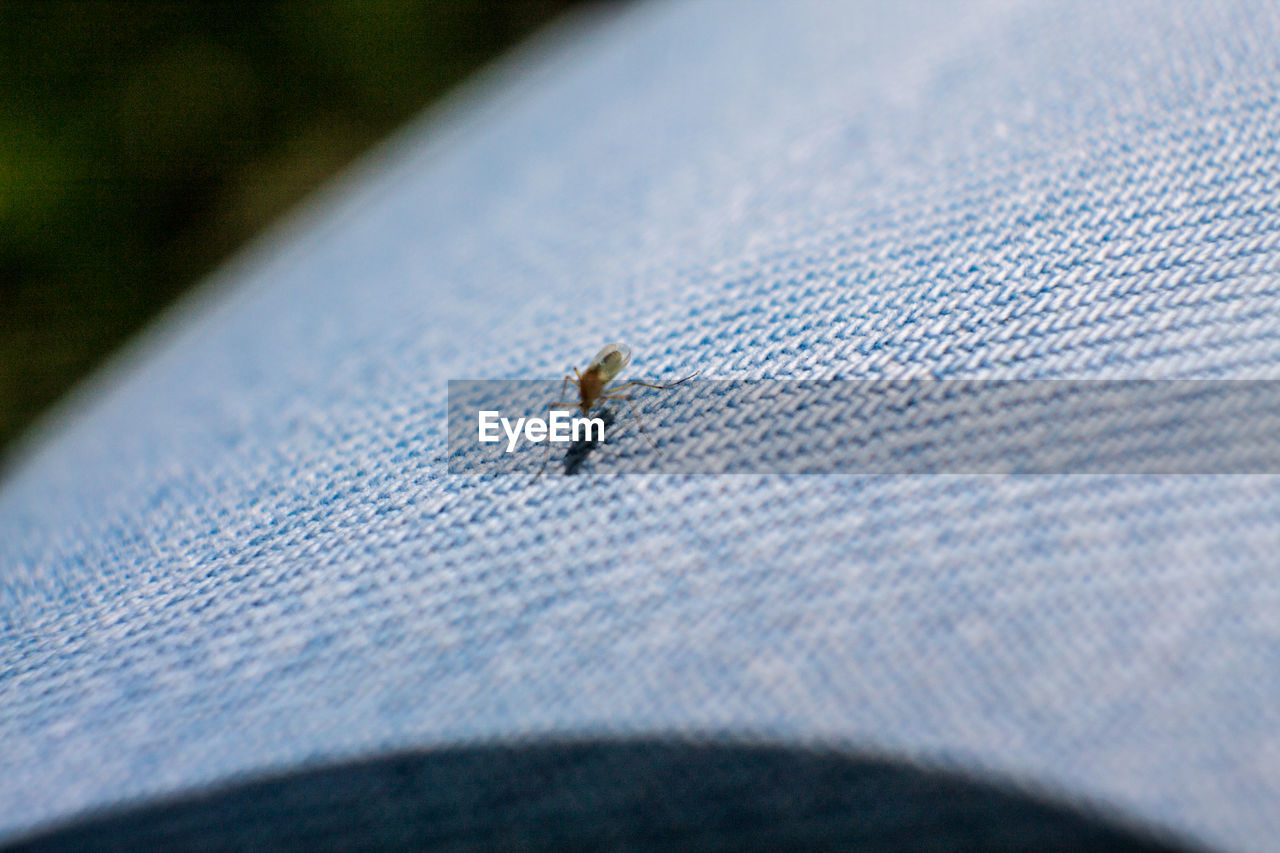 Close-up of insect on jeans