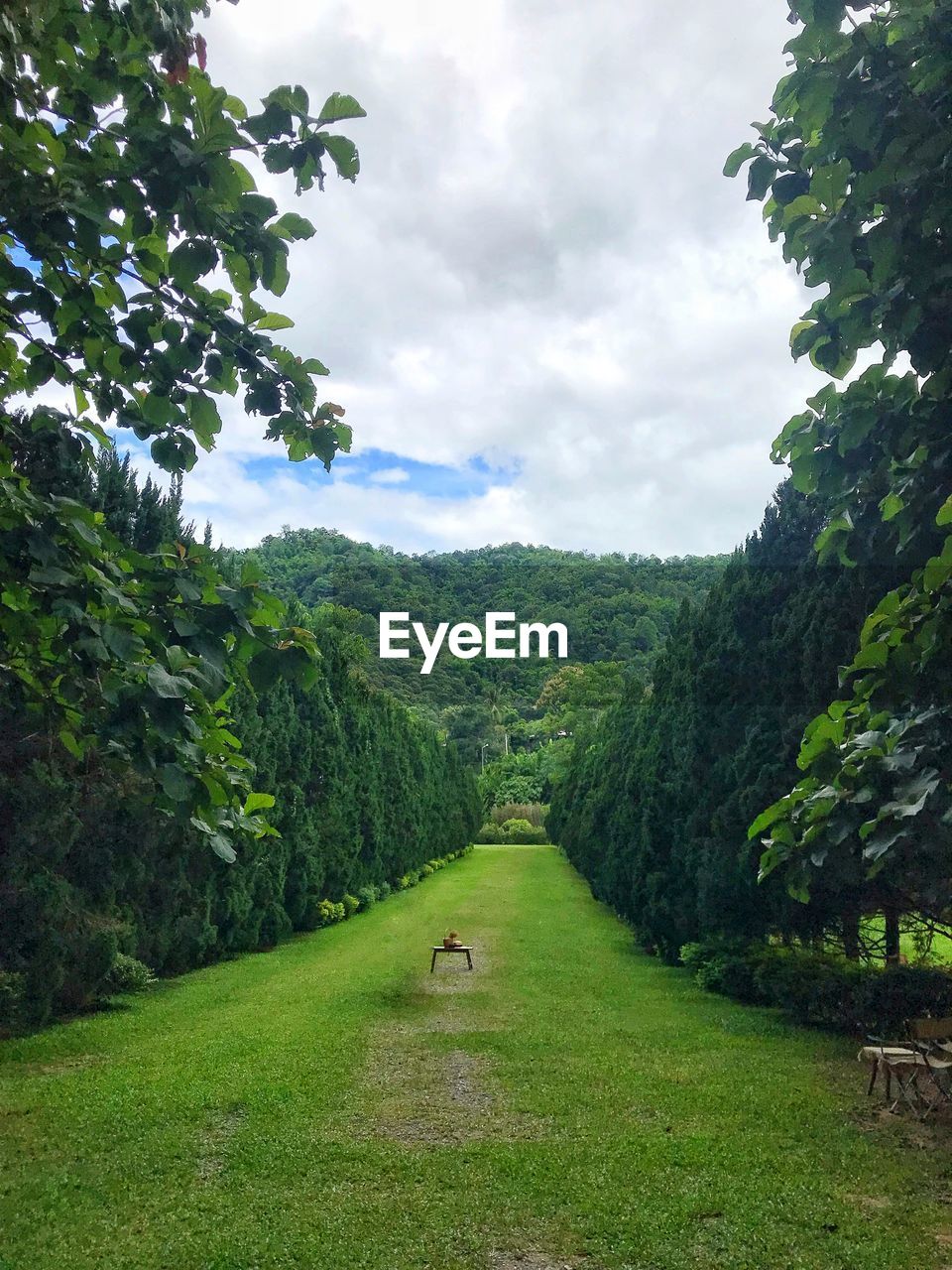 plant, tree, green, beauty in nature, nature, sky, cloud, environment, landscape, scenics - nature, land, forest, grass, growth, meadow, tranquility, no people, rural area, woodland, day, leaf, foliage, lush foliage, tranquil scene, outdoors, footpath, hill, flower, non-urban scene, plantation, garden, travel, the way forward, vegetation, sunlight, rural scene, field, idyllic, travel destinations, natural environment