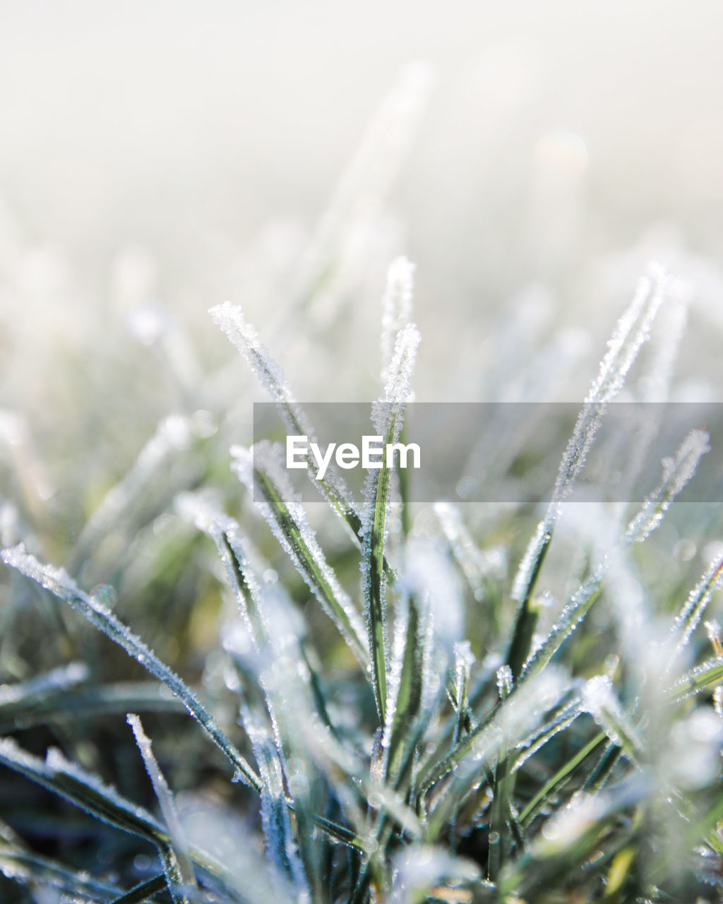 Close-up of frozen plant on field