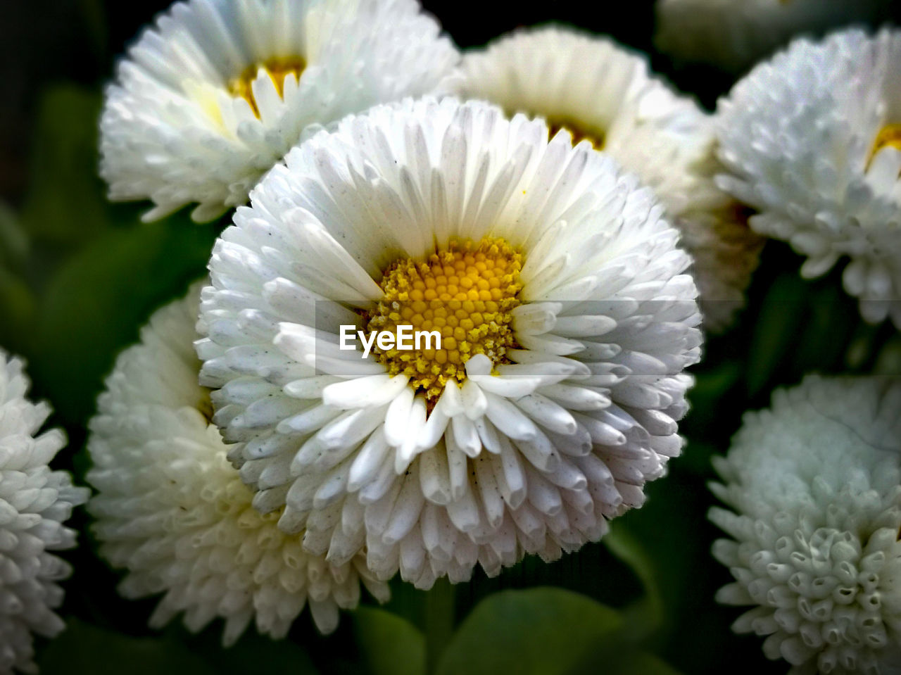 Close-up of white daisy flower