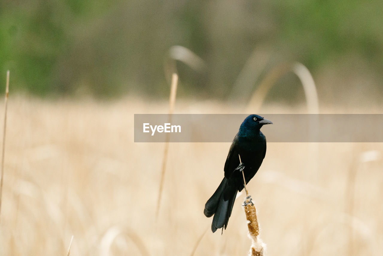 Portrait of a grackle perched on a cattail reed in a minnesota pond