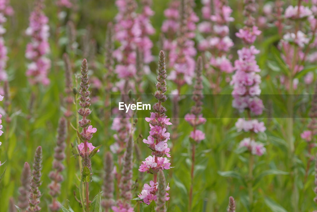 Close-up of purple flowering plants on field