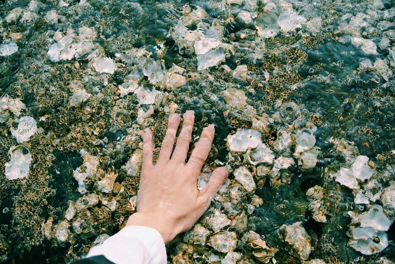 Close-up of person hand with shells in clear water