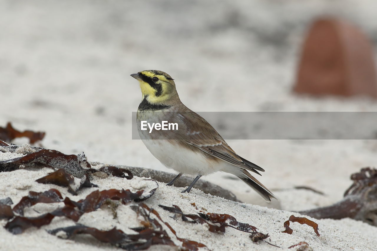 CLOSE-UP OF A BIRD PERCHING ON A SNOW