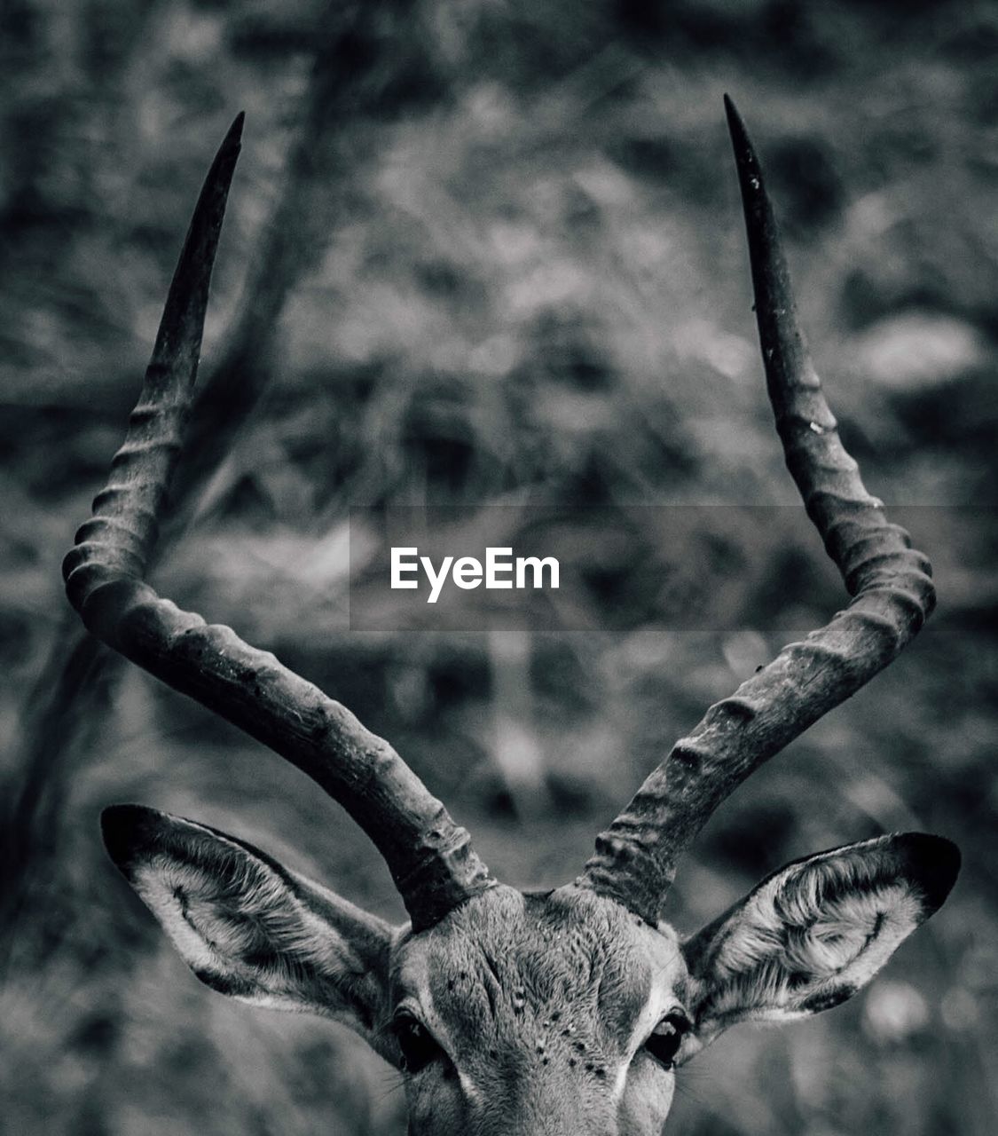 Cropped image of deer on field