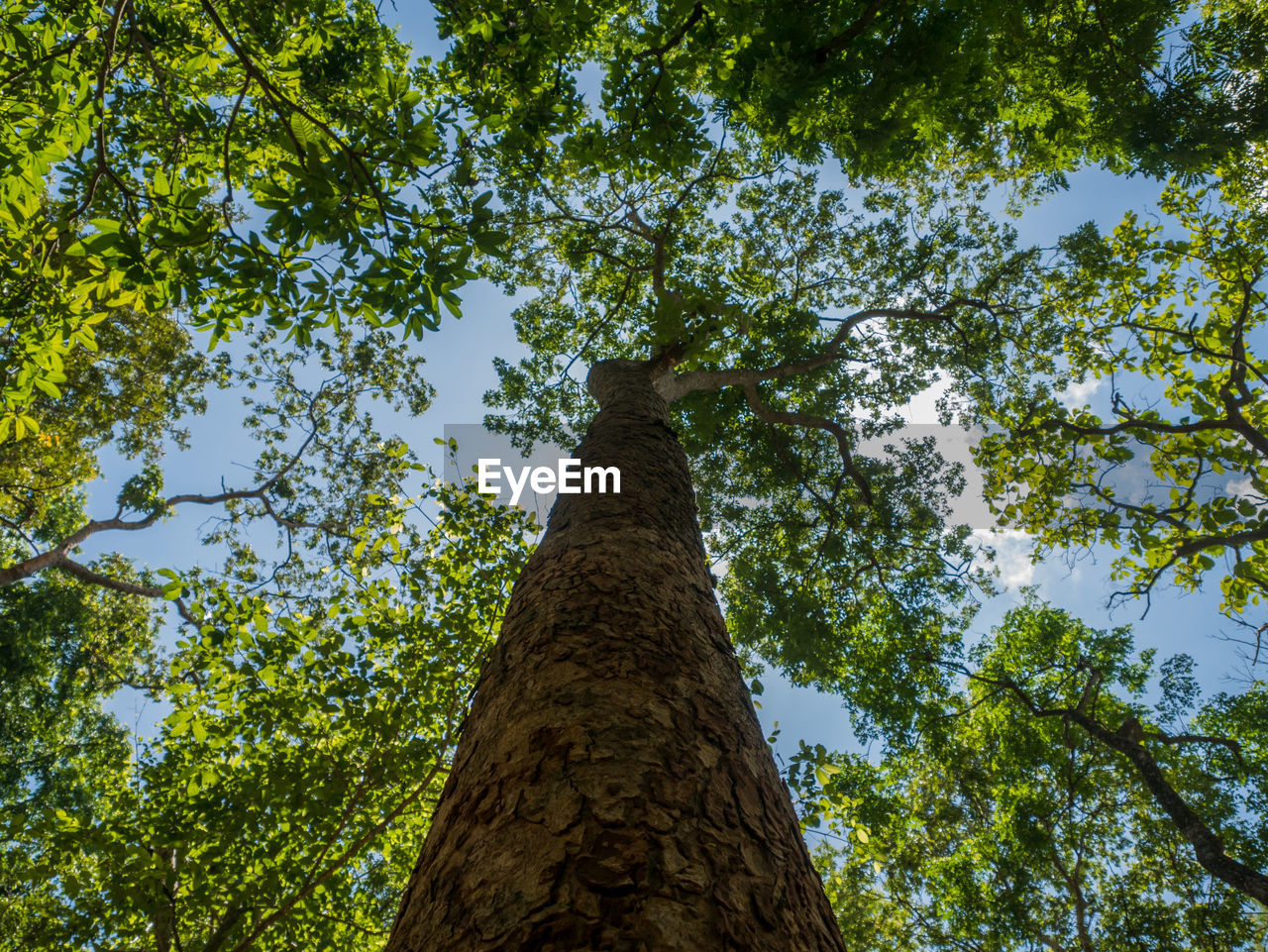 Low angle view of trees against sky