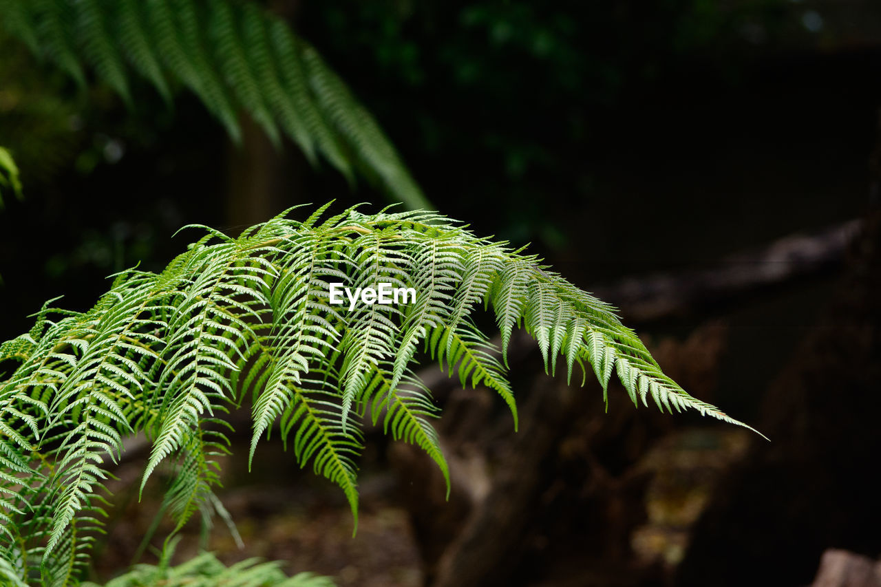 Close-up of fern