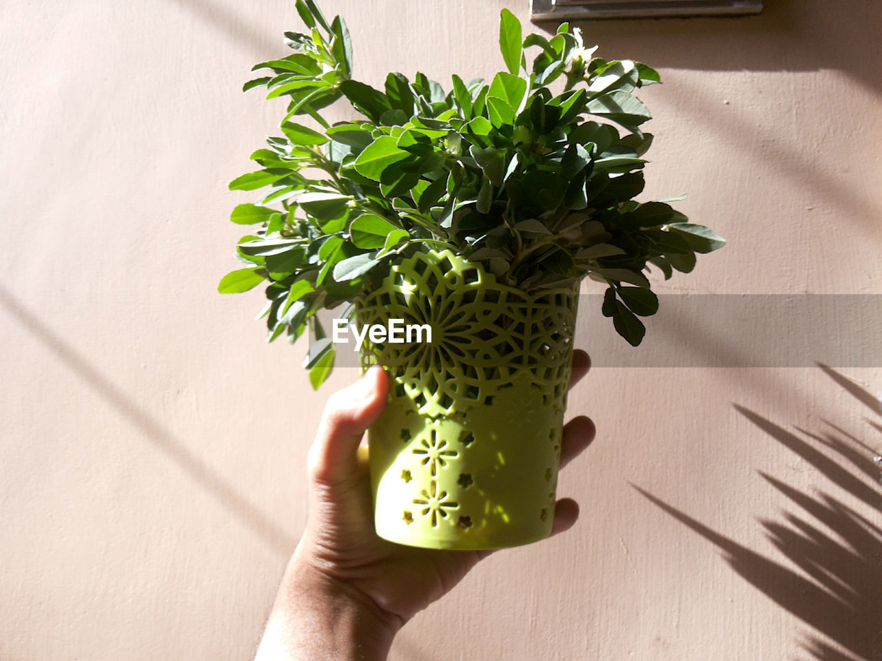 Cropped hand holding potted plant by wall