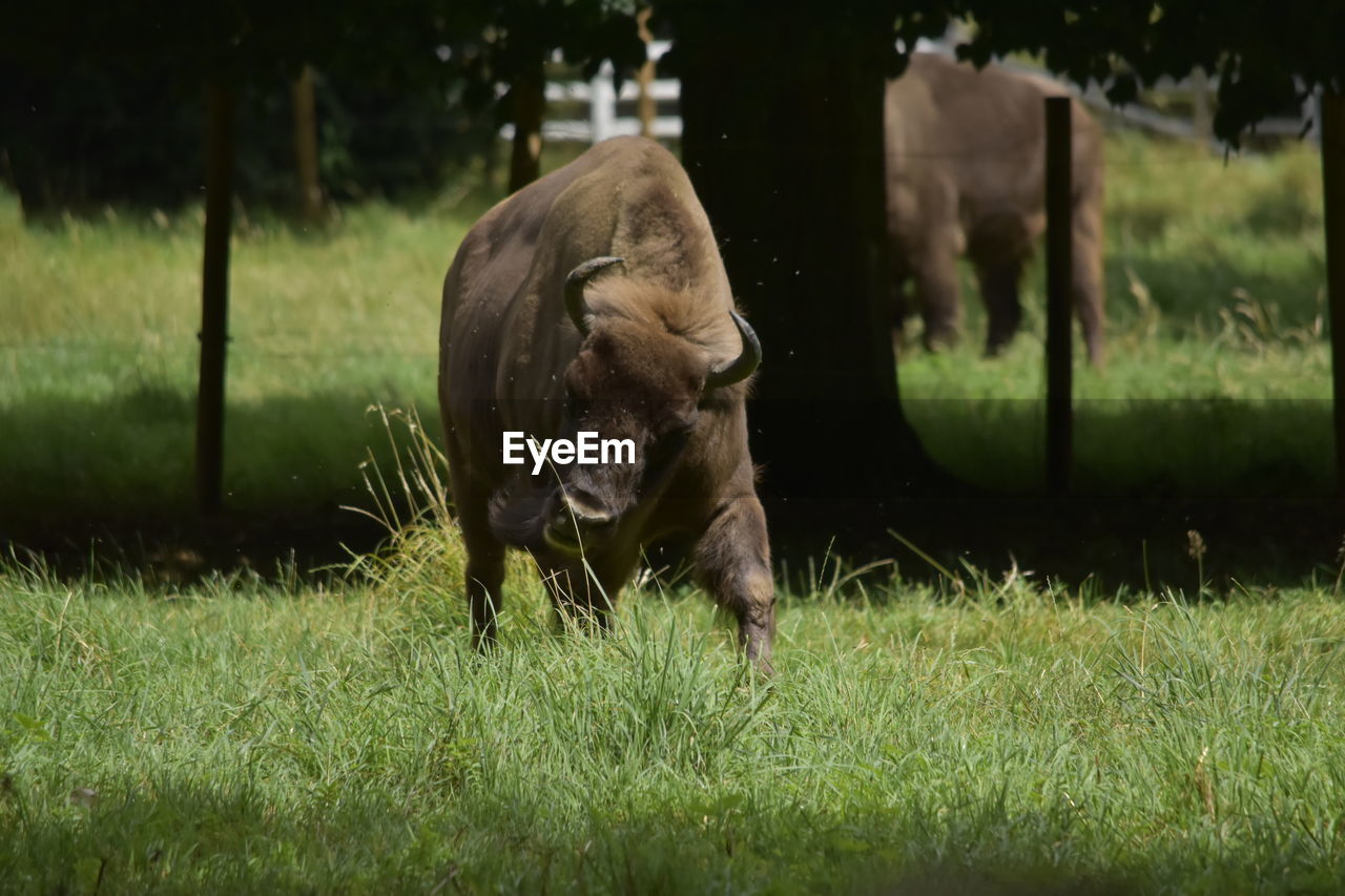 HORSE GRAZING ON FIELD