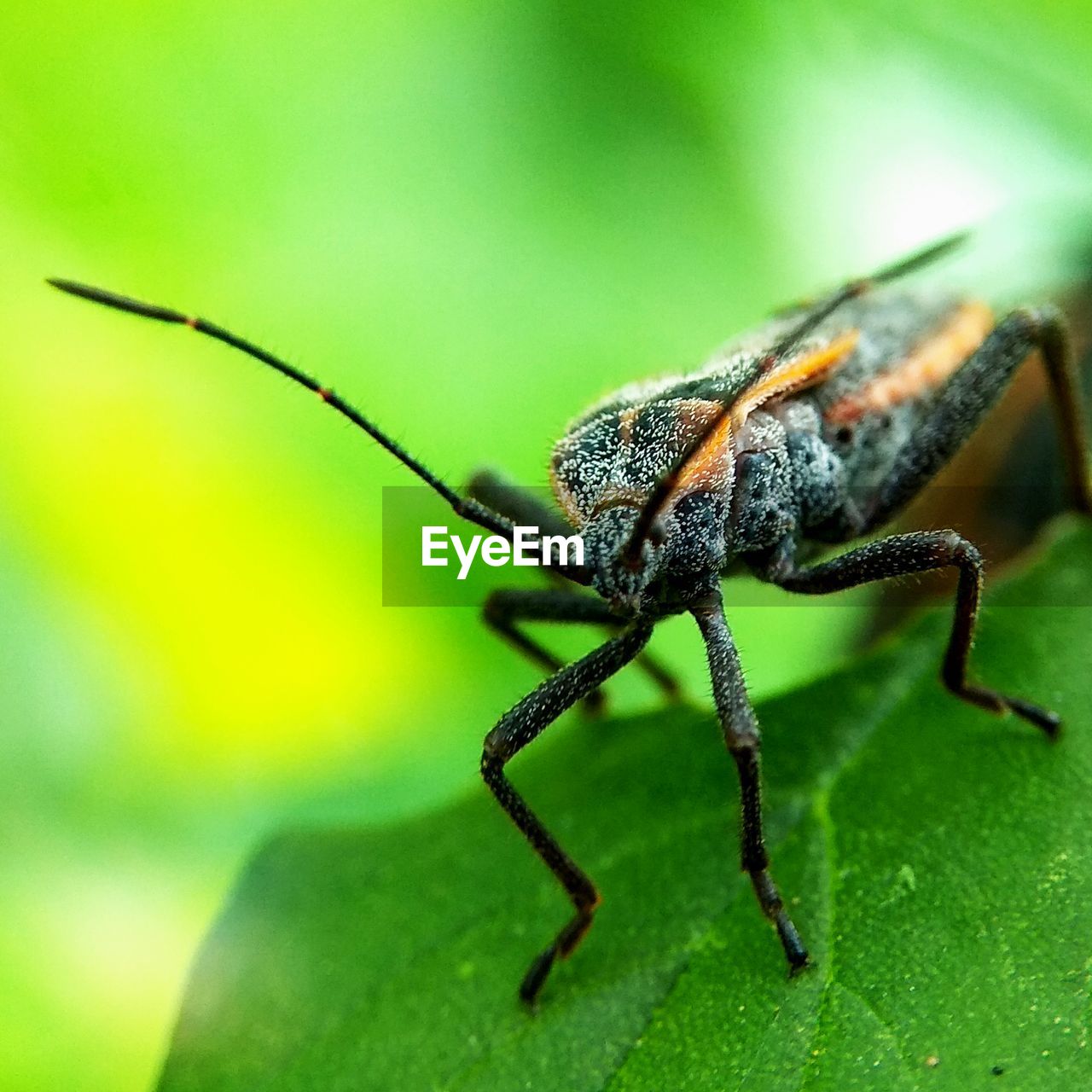 Close-up of insect