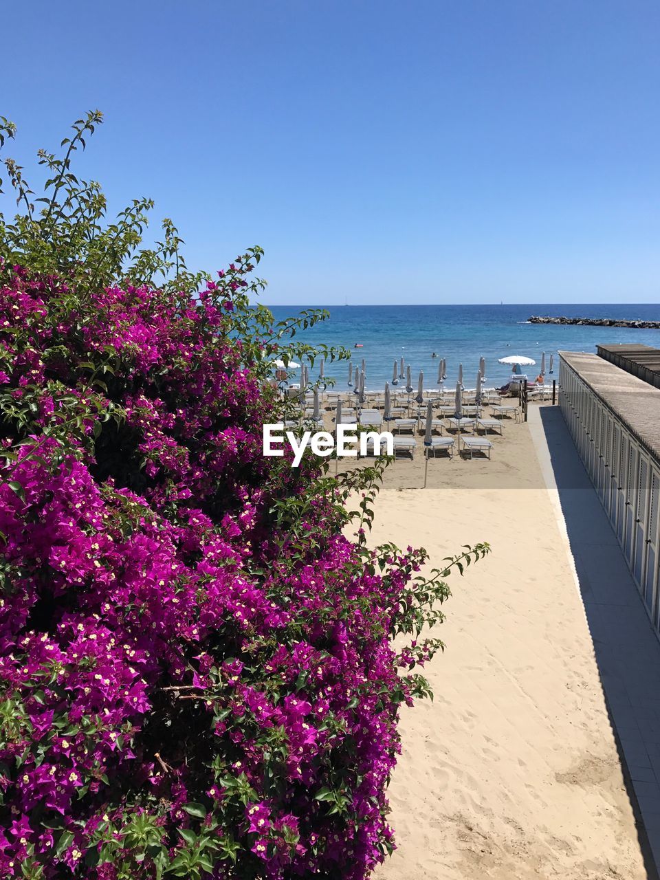 Flowers on beach against clear blue sky