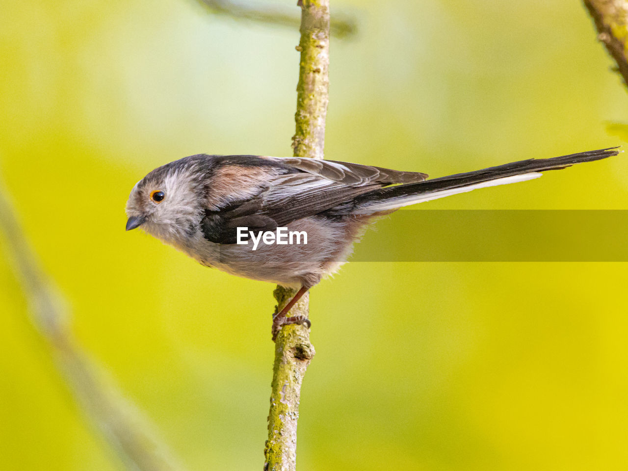 Close-up of bird perching on branch