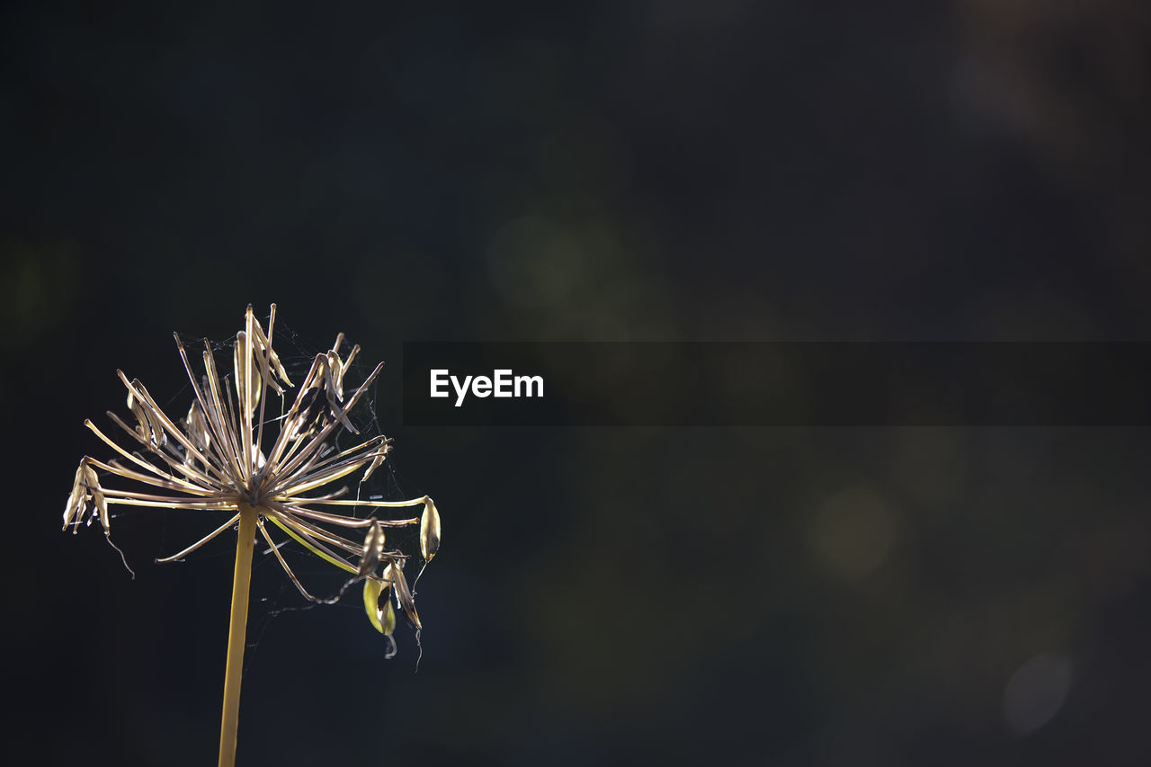 Close-up of dry dandelion seeds