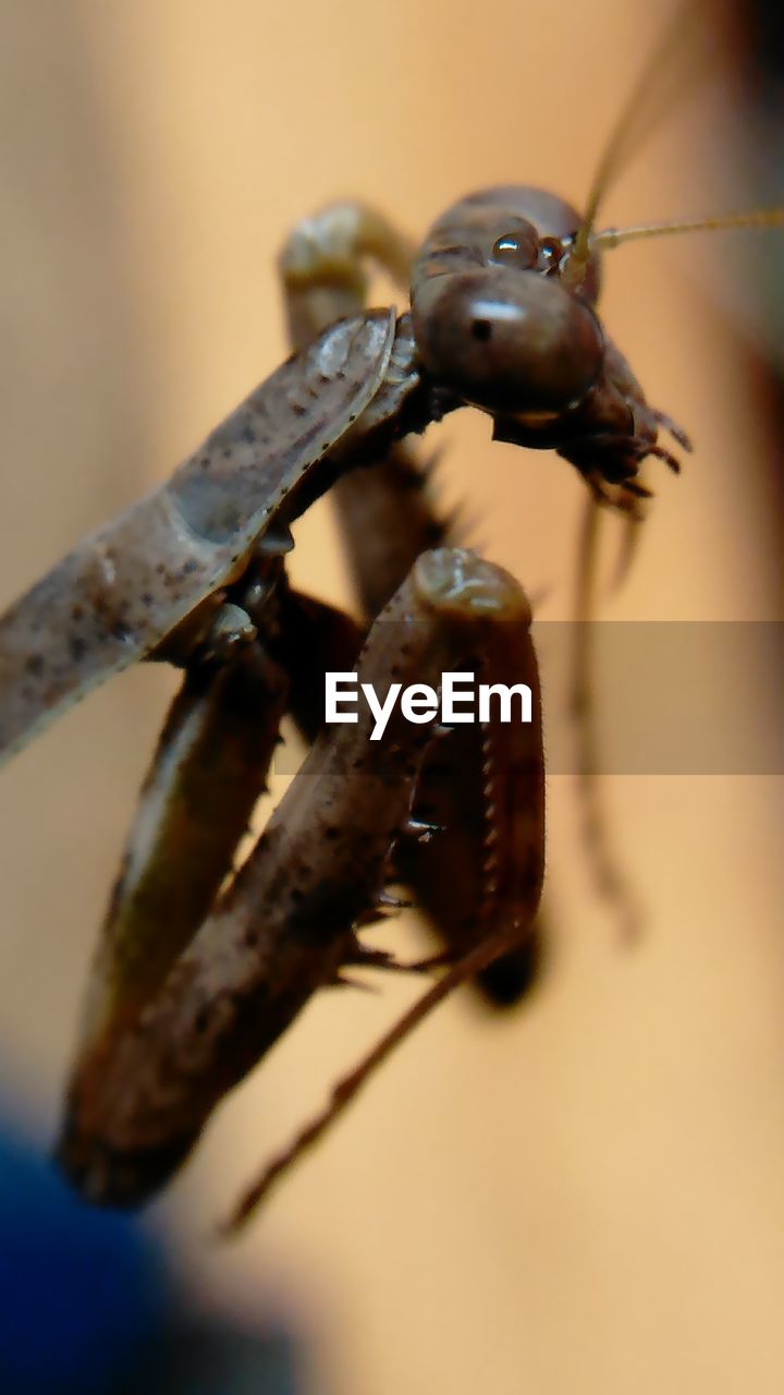 CLOSE-UP OF GRASSHOPPER