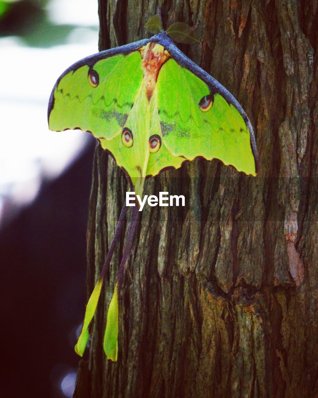 Close-up of luna moth on tree