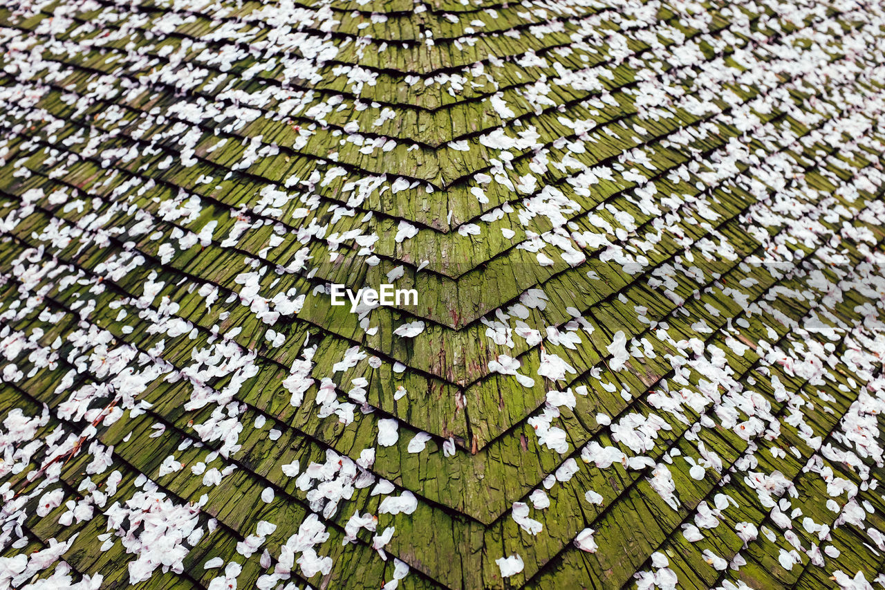 FULL FRAME SHOT OF TREE