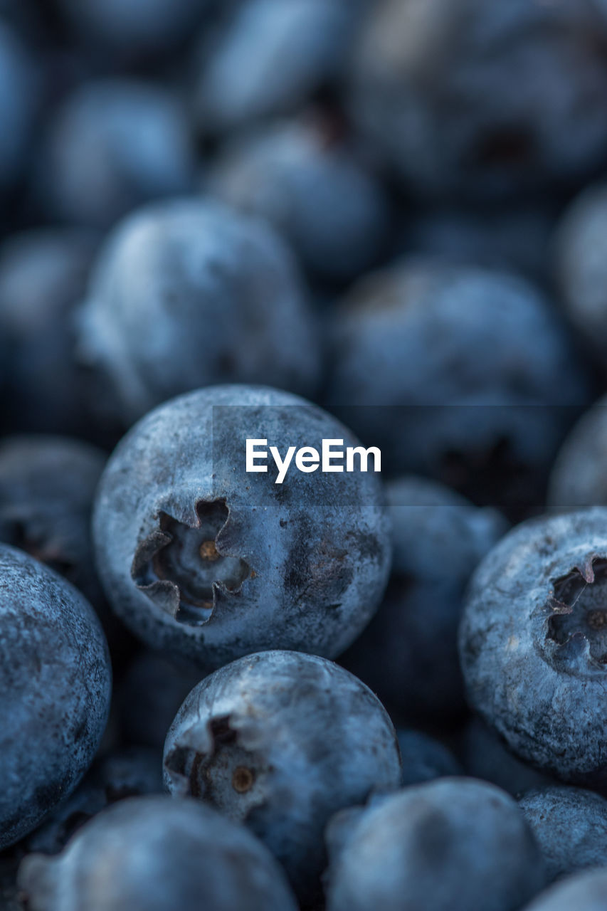 food and drink, food, healthy eating, berry, fruit, freshness, bilberry, wellbeing, blueberry, produce, close-up, plant, backgrounds, huckleberry, no people, full frame, large group of objects, organic, agriculture, nature, abundance, selective focus, antioxidant, still life, ripe, raw food