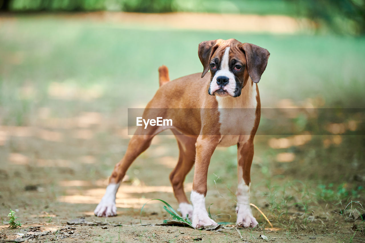 dog, pet, mammal, canine, animal themes, one animal, animal, domestic animals, portrait, nature, no people, running, puppy, purebred dog, looking at camera, brown, young animal, motion, boxer, cute, grass, full length, day, outdoors, carnivore, boxer - dog