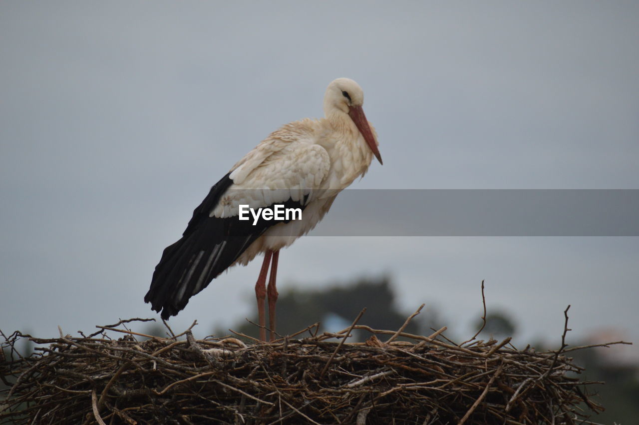 Low angle view of stork on nest against sky