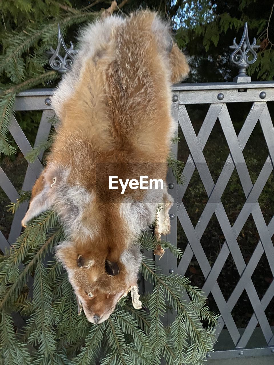 HIGH ANGLE VIEW OF DOG STANDING OUTDOORS