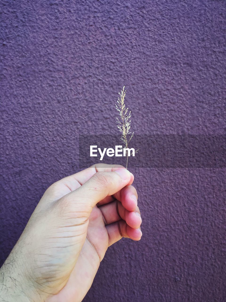 Close-up of hand holding plant against wall