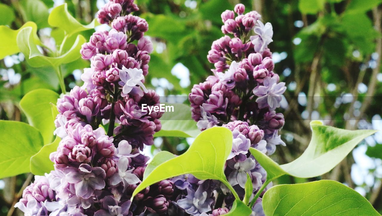 Close-up of pink flowering plants