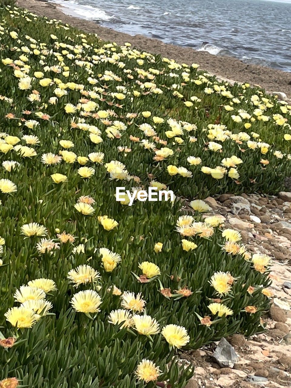 plant, beauty in nature, flower, flowering plant, land, nature, growth, freshness, water, day, sea, no people, fragility, tranquility, high angle view, beach, sunlight, green, yellow, scenics - nature, grass, outdoors, wildflower, tranquil scene, field, meadow, close-up