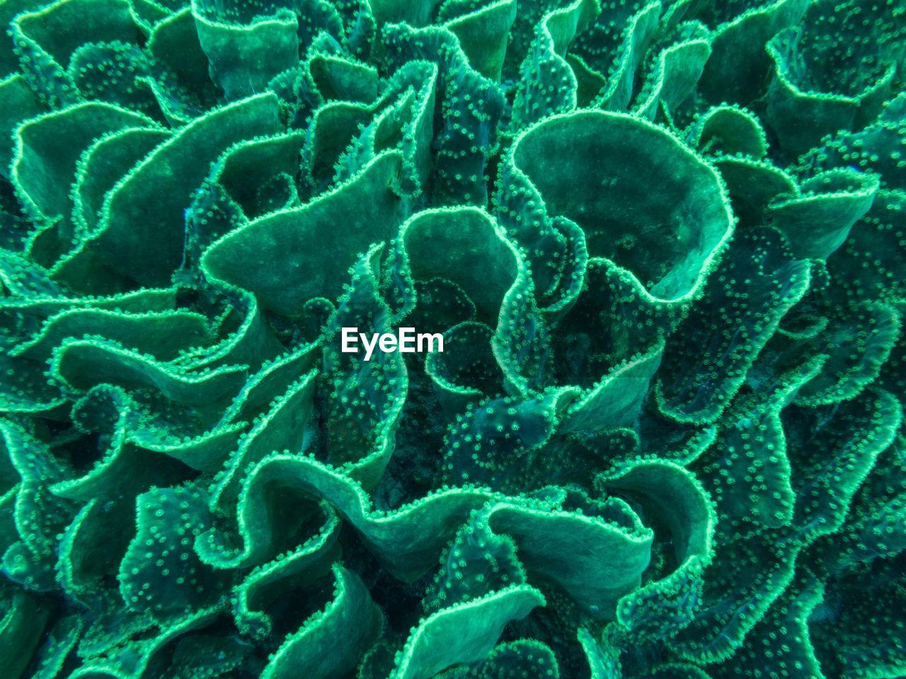 Full frame shot of lettuce coral in sea