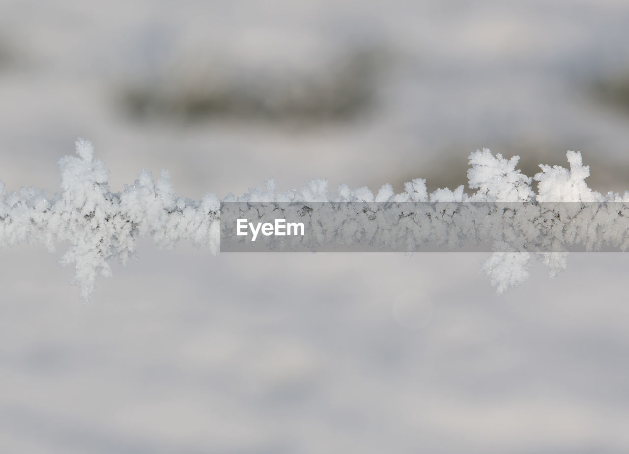 CLOSE-UP OF SNOW COVERED TREE