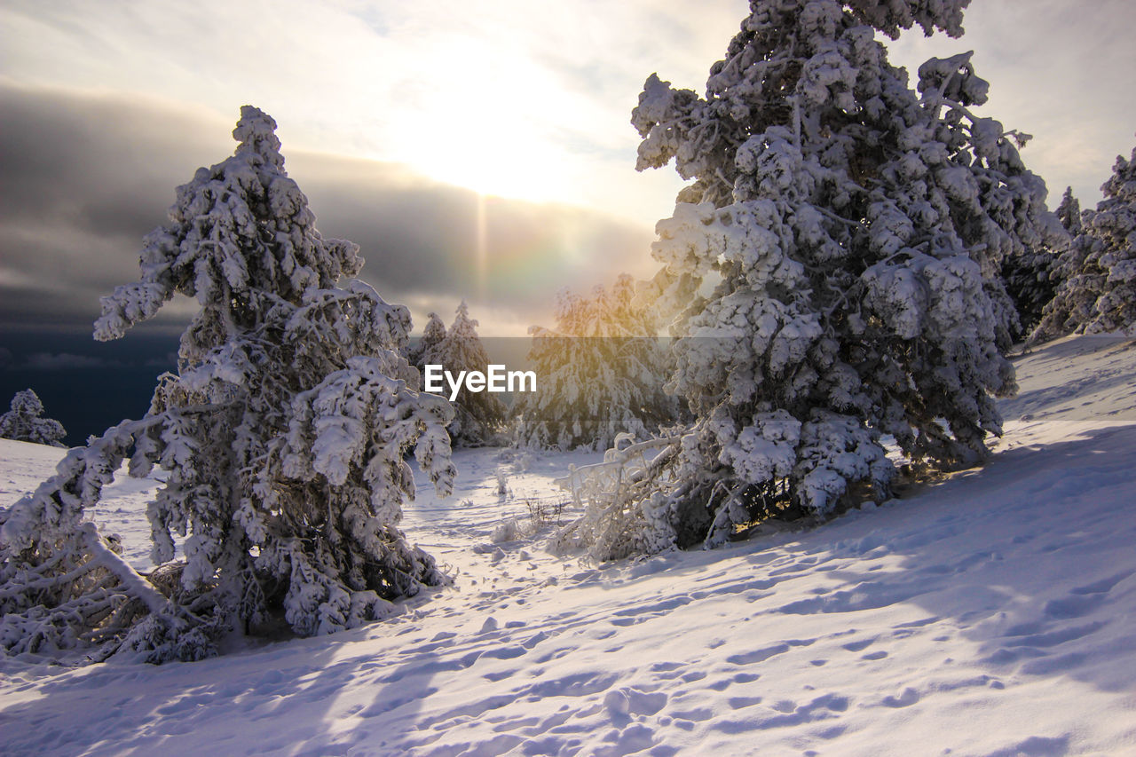 Trees on snow covered field against sky during sunset