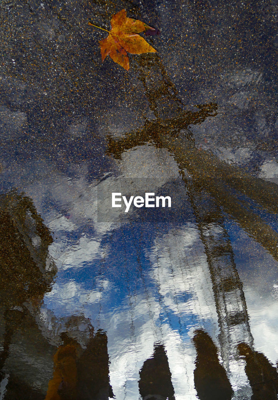 DIGITAL COMPOSITE IMAGE OF TREES AND CLOUDS IN PUDDLE