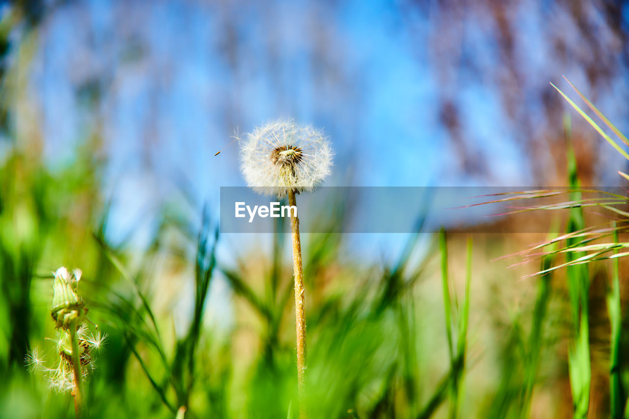 CLOSE-UP OF DANDELION FLOWER GROWING ON FIELD