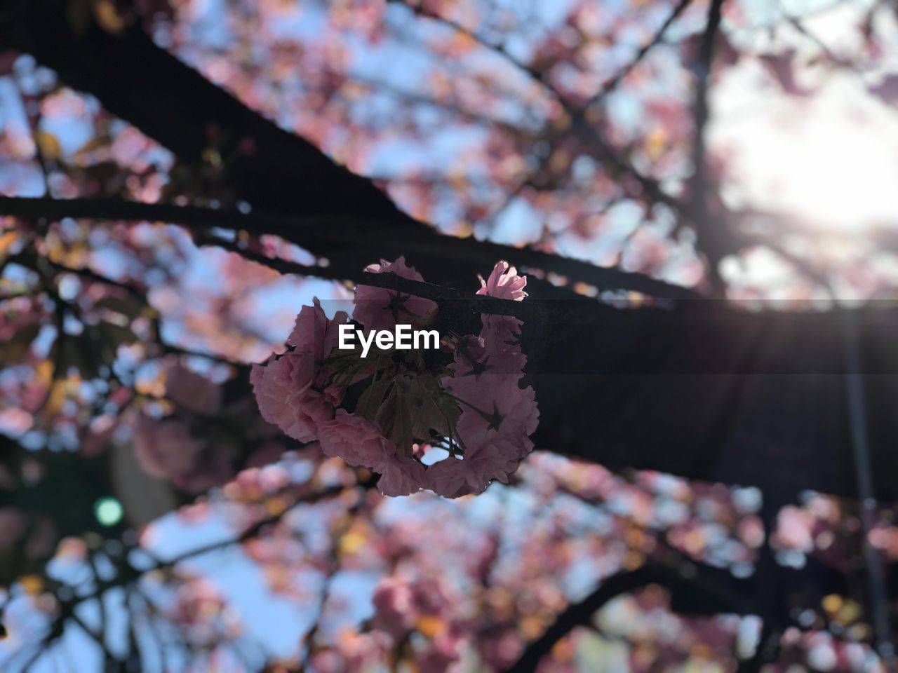 LOW ANGLE VIEW OF PINK CHERRY BLOSSOMS ON TREE