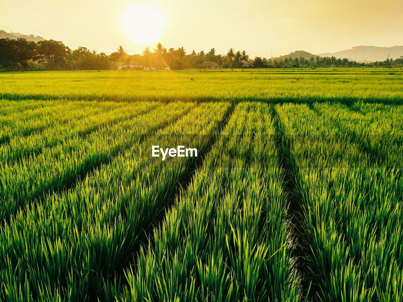 Scenic view of field against bright sun