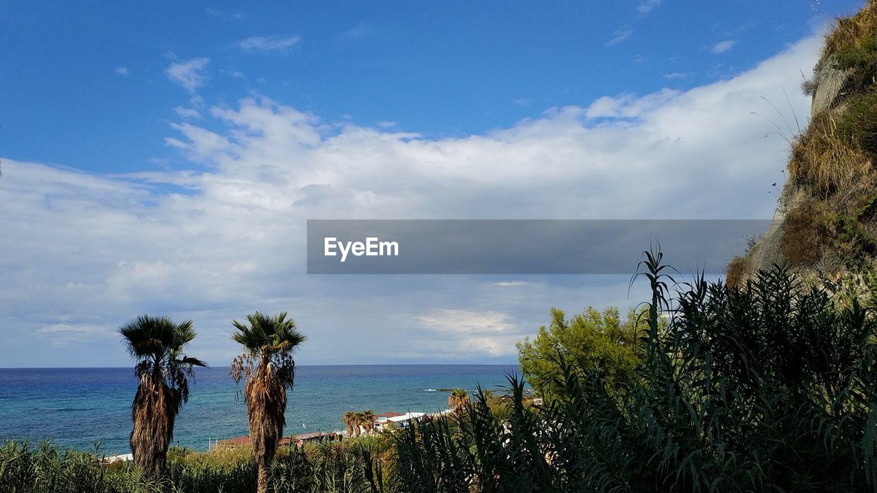 TREES AND PLANTS AGAINST SEA