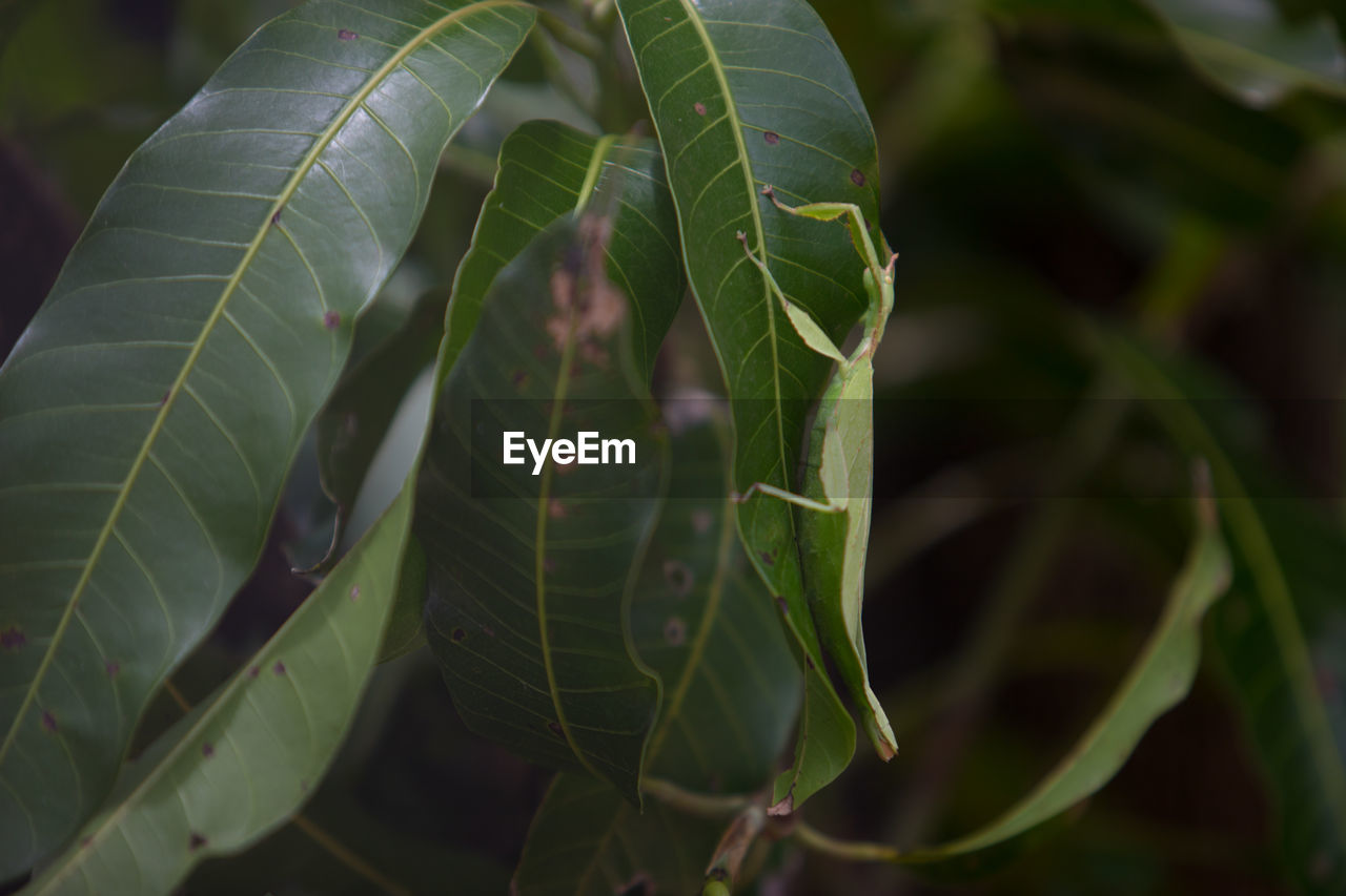 CLOSE-UP OF LEAF