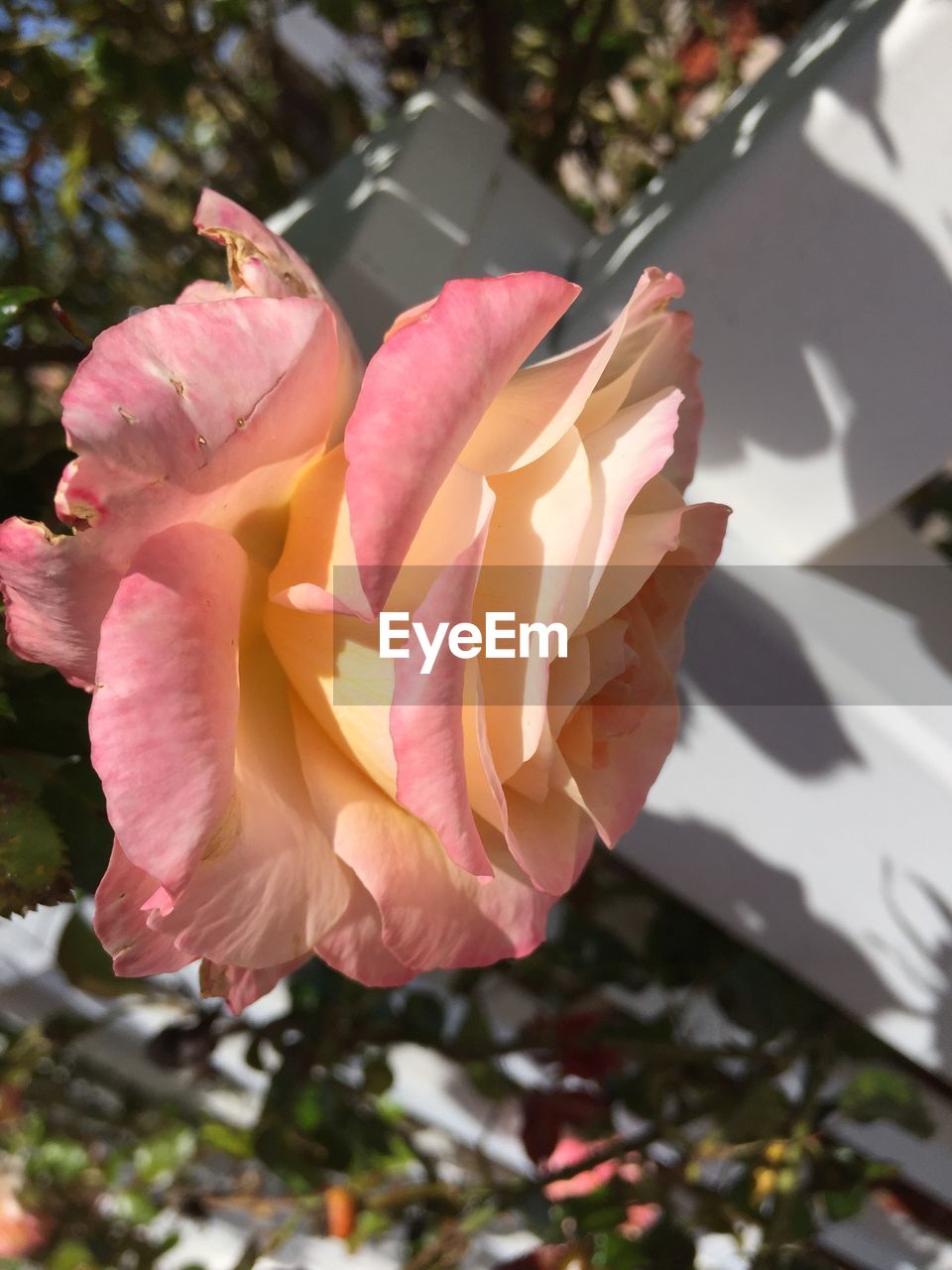 CLOSE-UP OF ROSE BLOOMING OUTDOORS