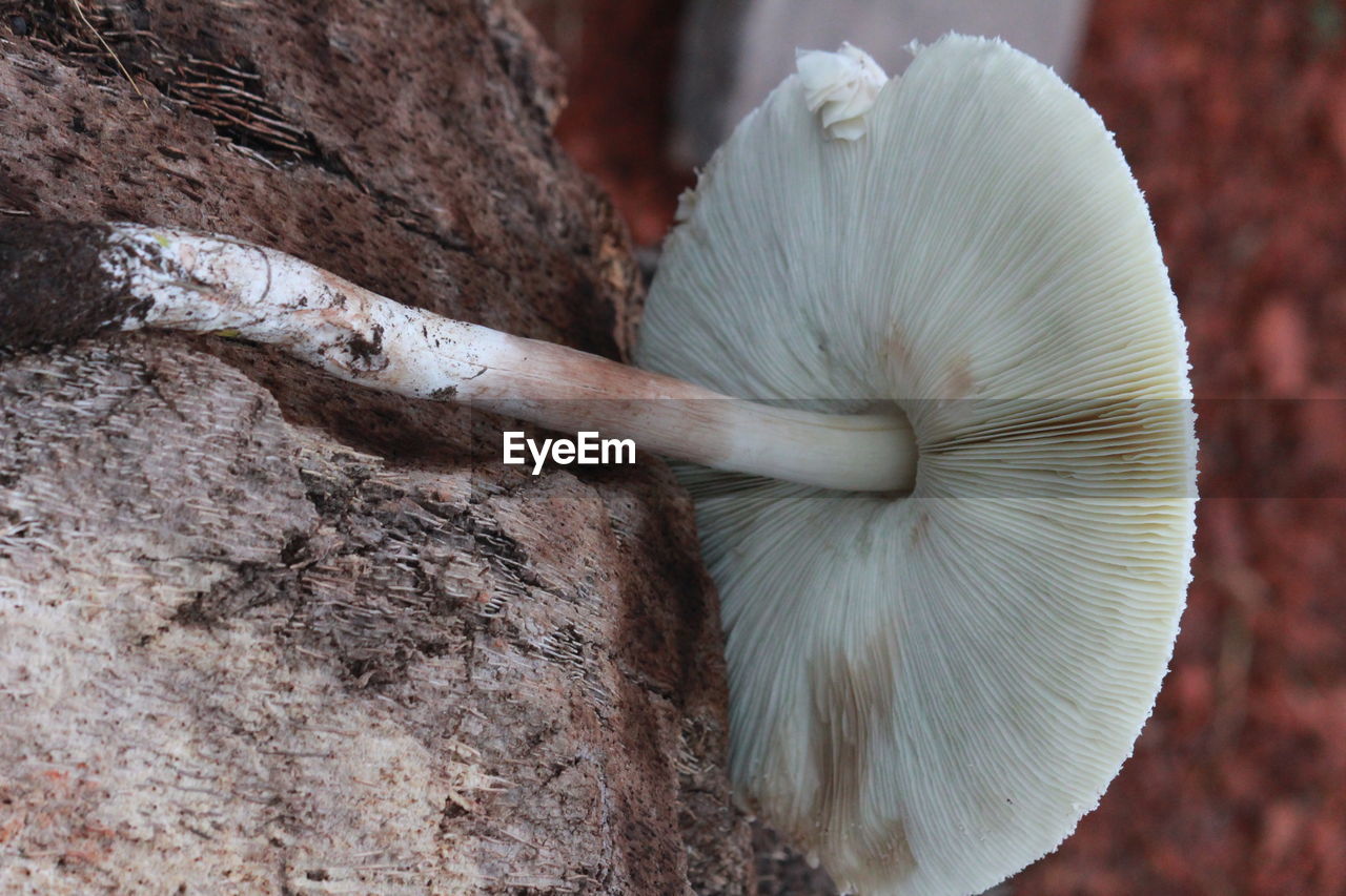 CLOSE-UP OF WHITE MUSHROOM GROWING IN GARDEN