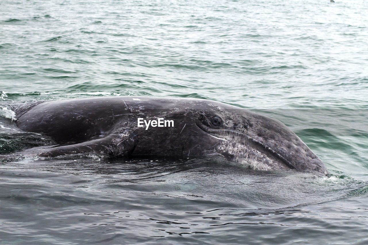 Whale swimming in sea against sky