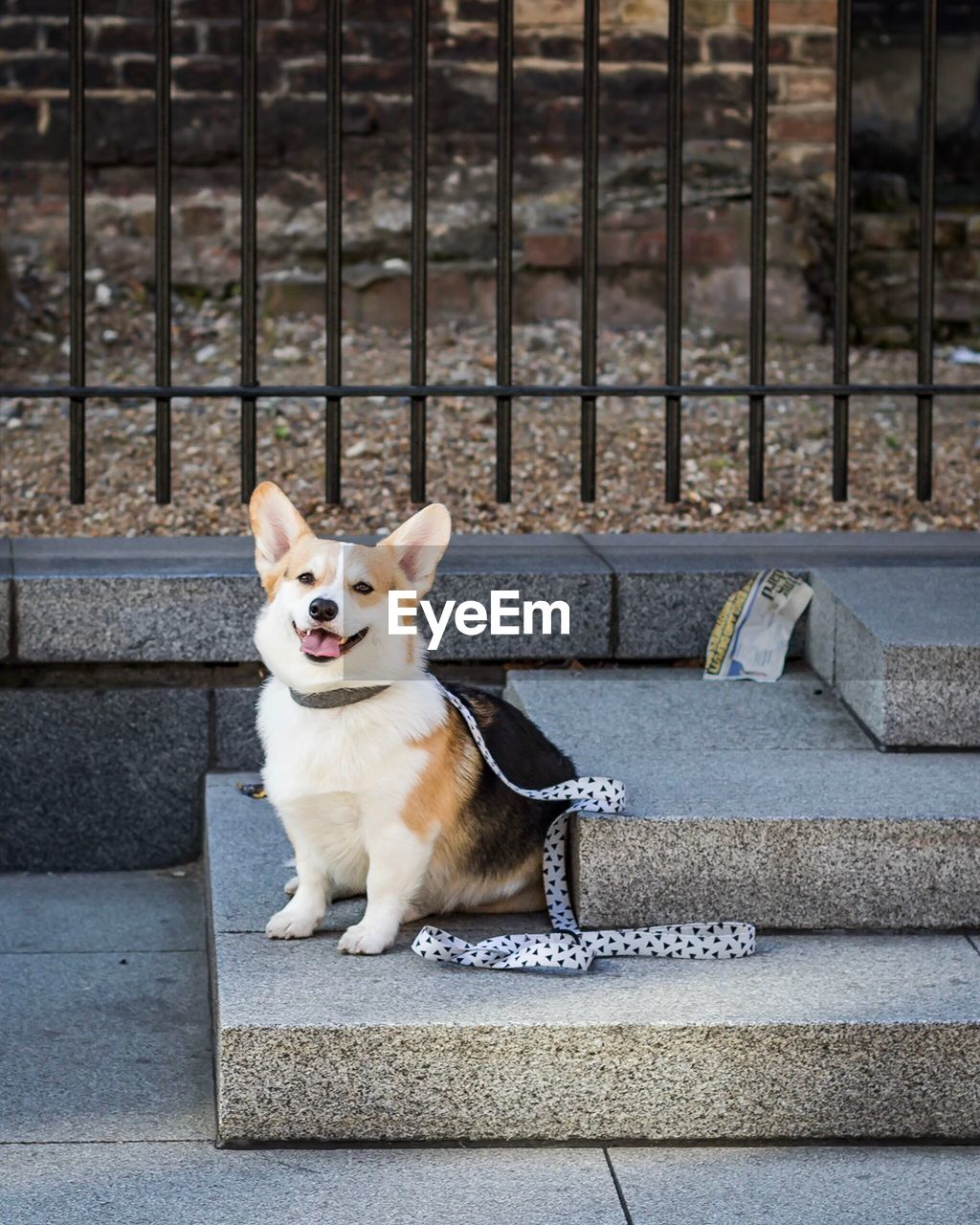 Dog sitting on steps