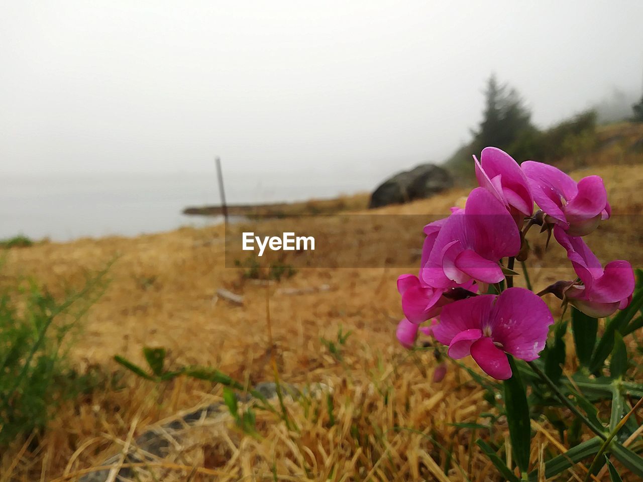 Close-up of pink flowers blooming on field against sky