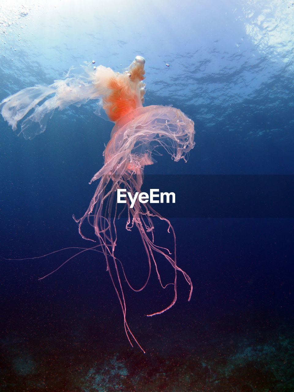 Close-up of jellyfish swimming in sea