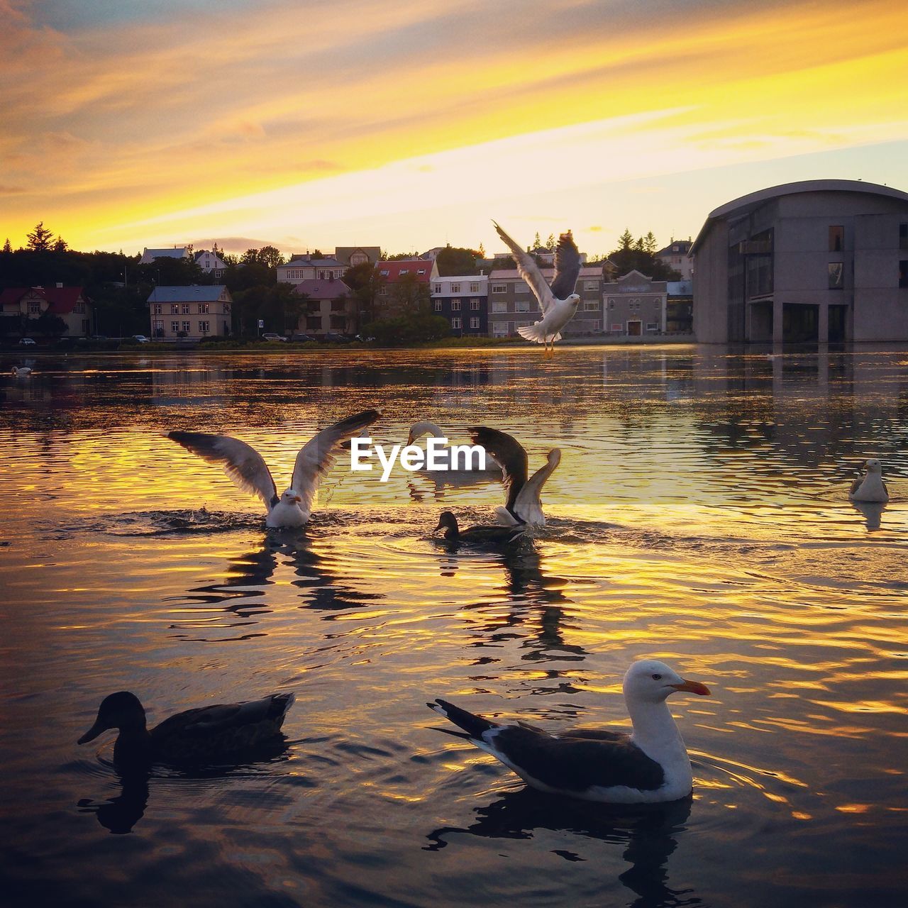 VIEW OF SWANS SWIMMING IN CITY