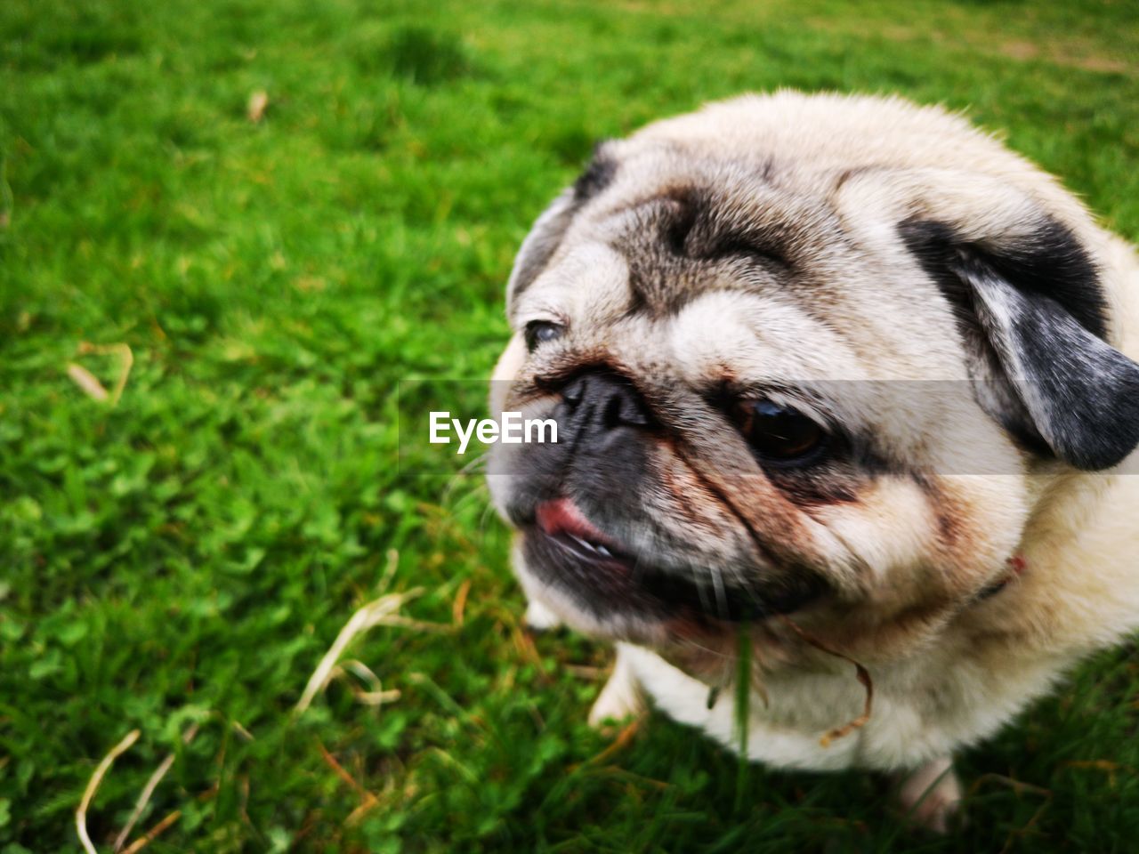 CLOSE-UP OF DOG ON GRASS