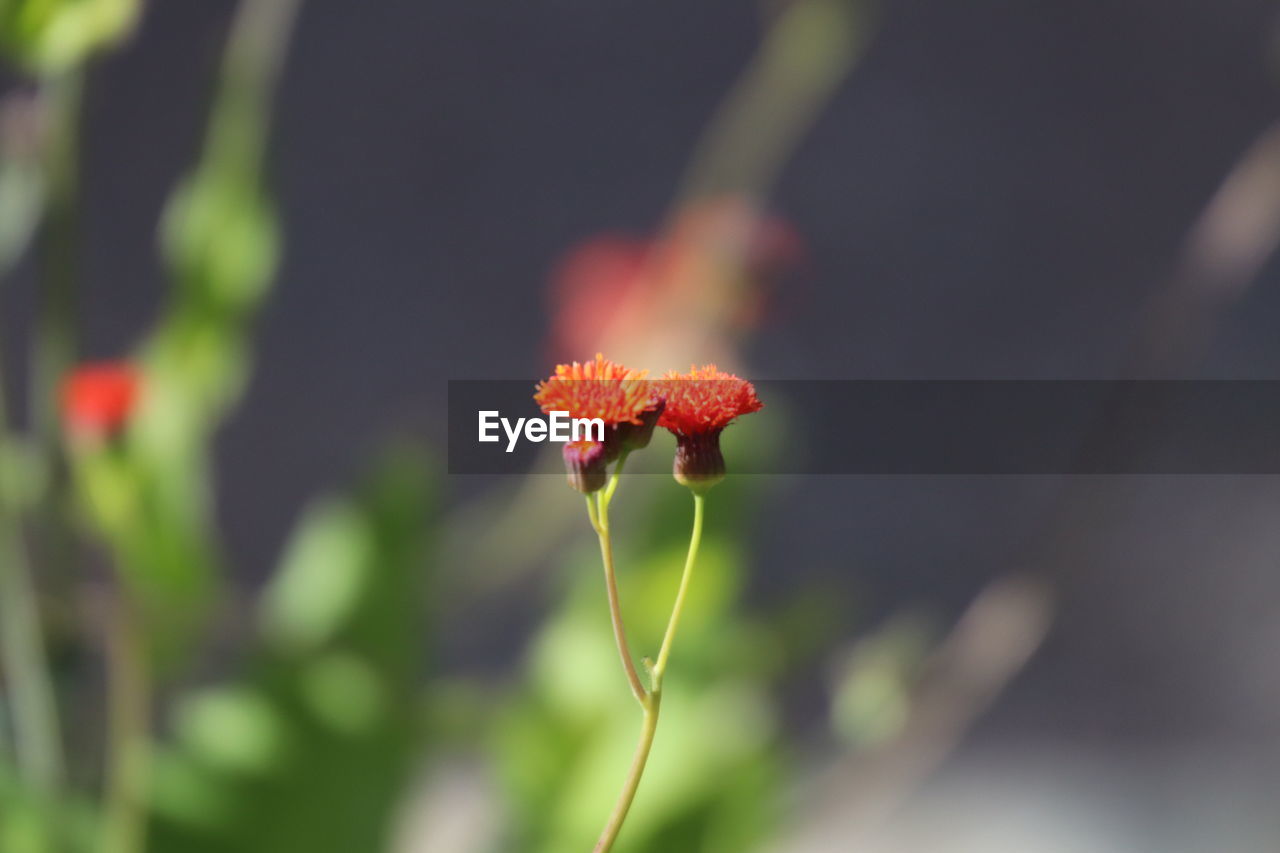CLOSE-UP OF RED ROSE FLOWER