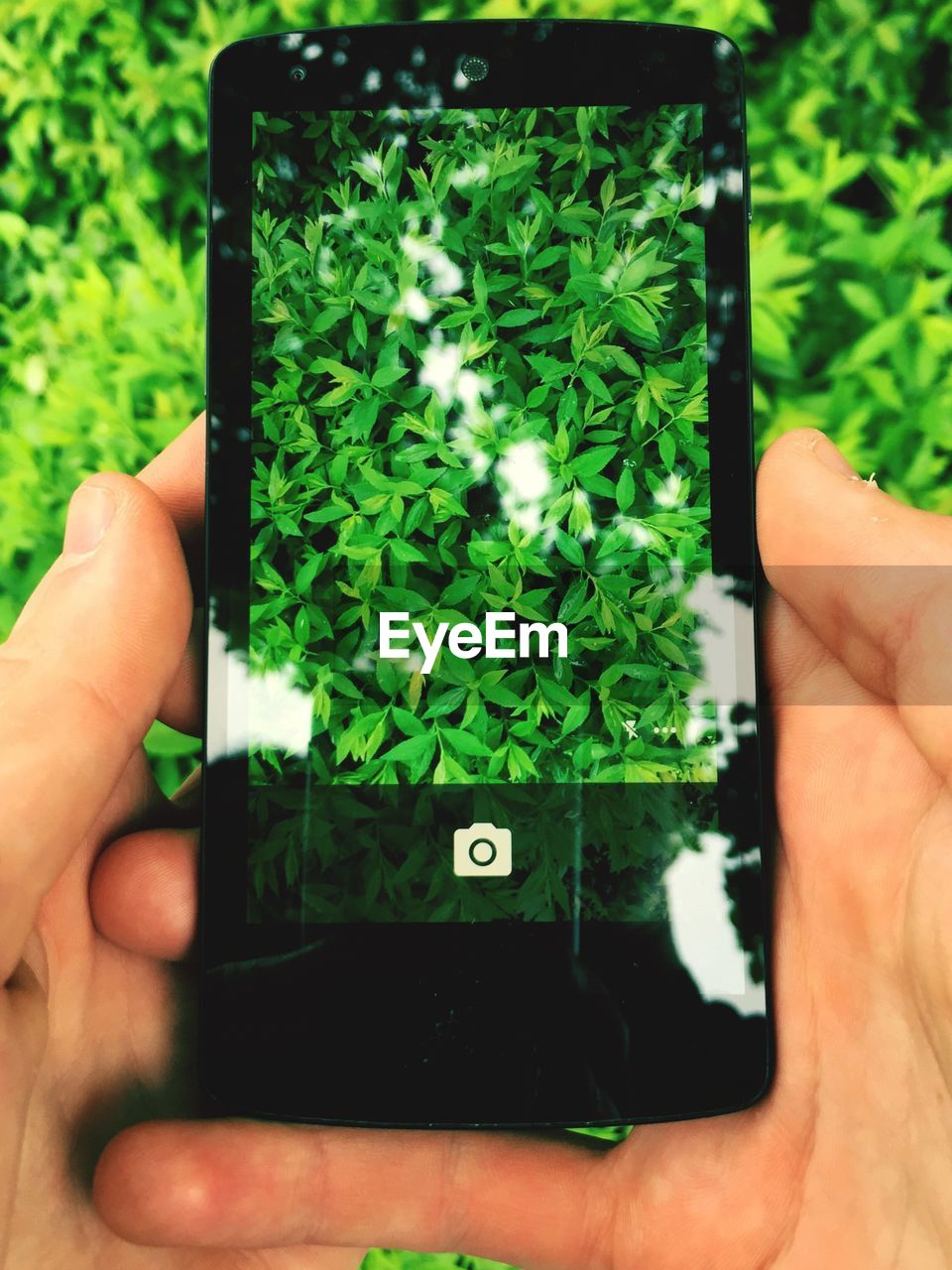 Close-up of person photographing fresh green plants on mobile phone