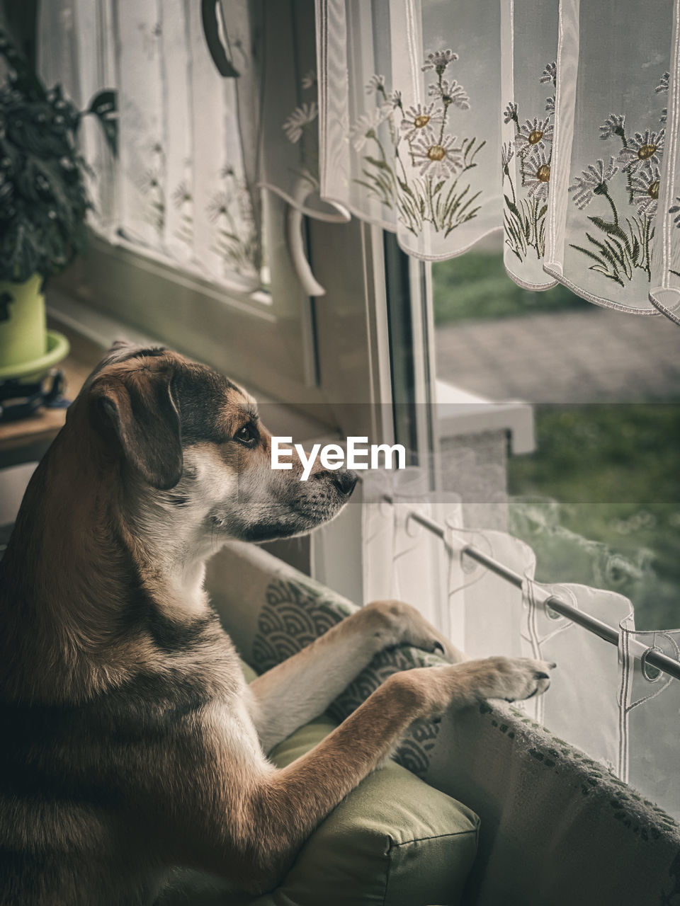 Dog looking away at home