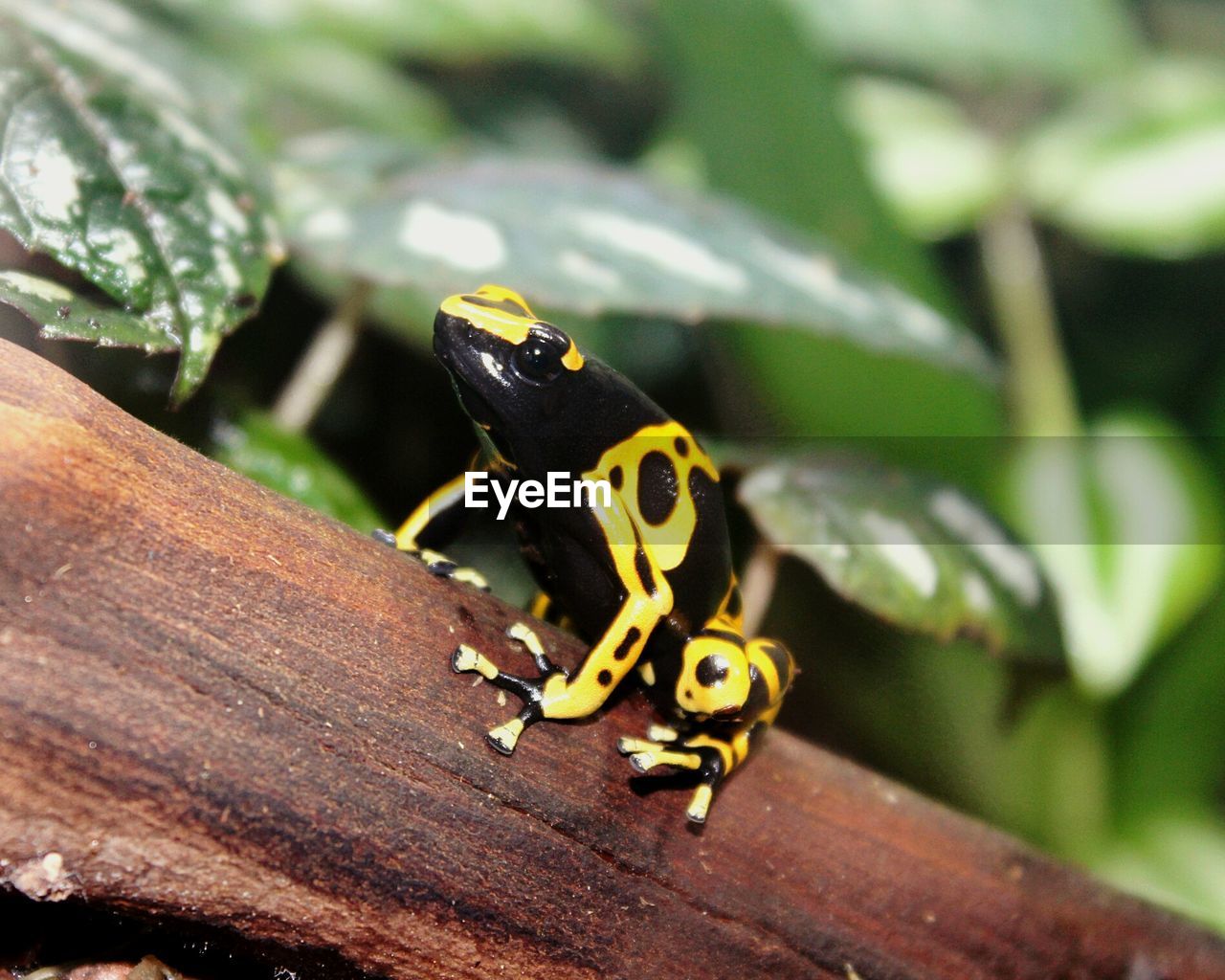 Close-up of poison arrow frog on tree