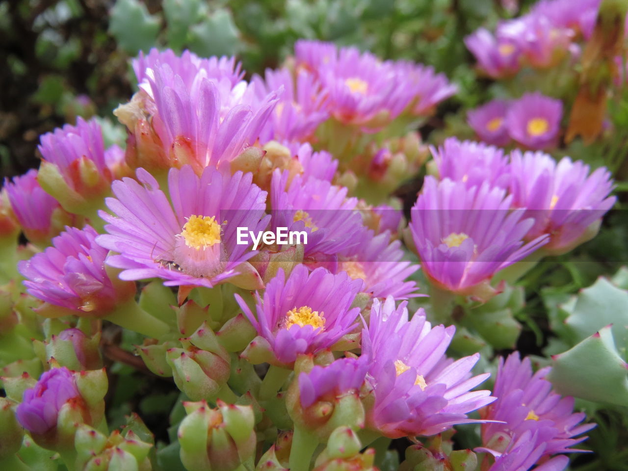 CLOSE-UP OF PINK FLOWERS BLOOMING